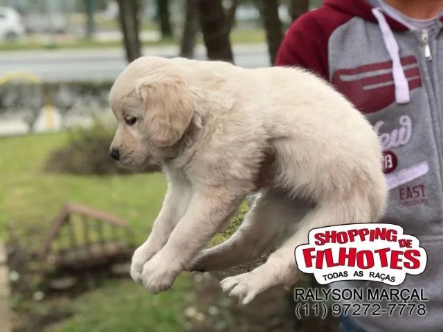 Golden Retriever filhotes Perfeitos para Sua Família e sua Casa - Foto 2