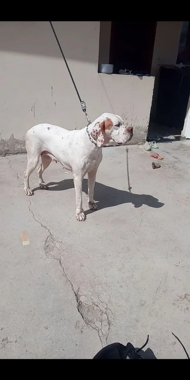 cadela pointer inglês!