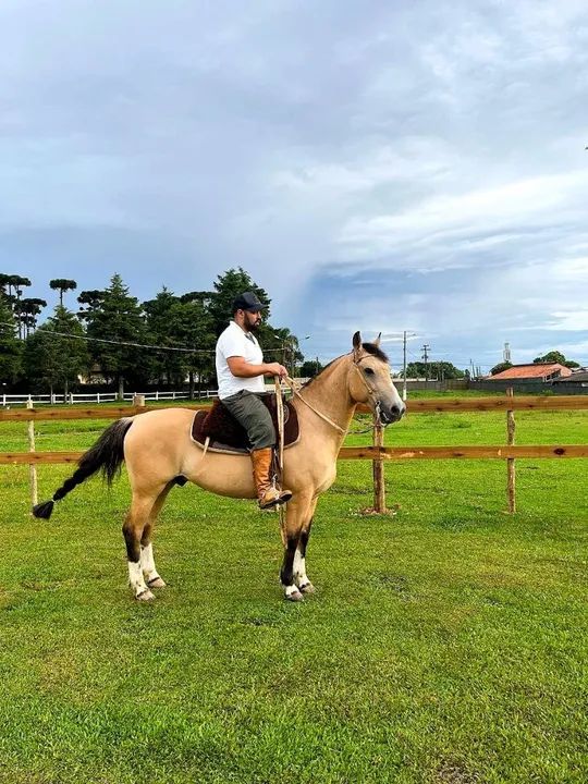 Cavalo Crioulo para venda - Foto 5