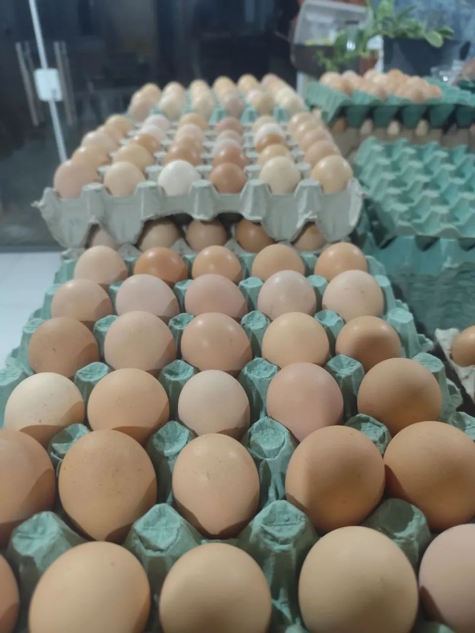 Ovos de Galinha Caipira Frescos - Qualidade Garantida