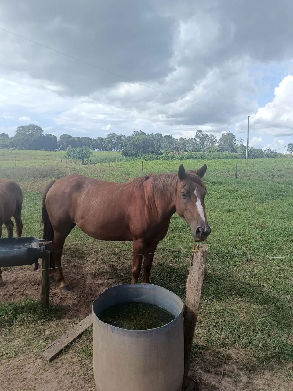 Dois cavalos para venda, Égua acompanhada  - Foto 5