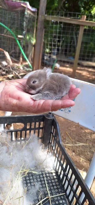 Lindos filhotes de anões netherand para reserva 