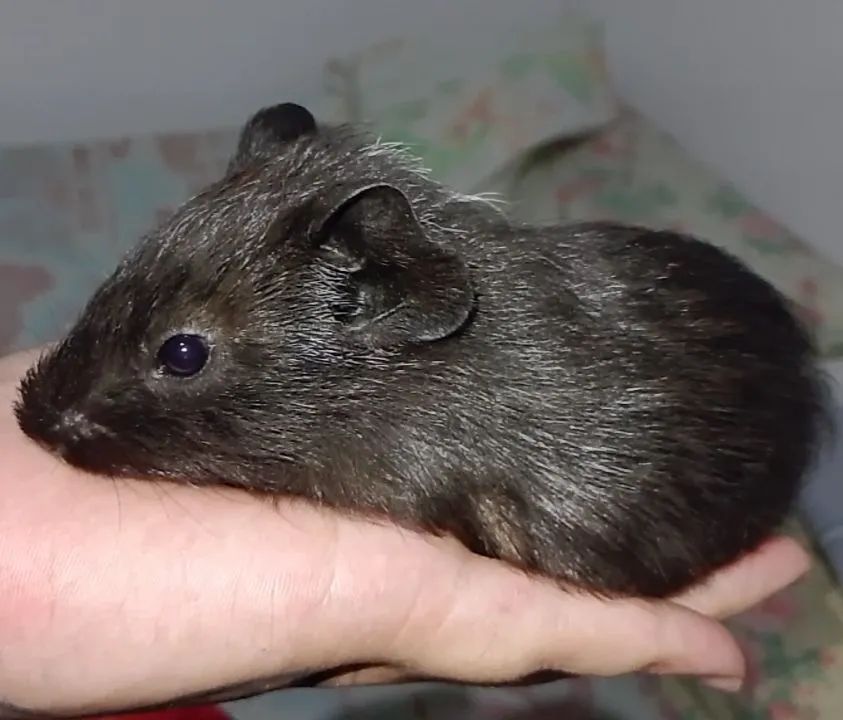 Filhotes de porquinho da índia black  - Foto 2