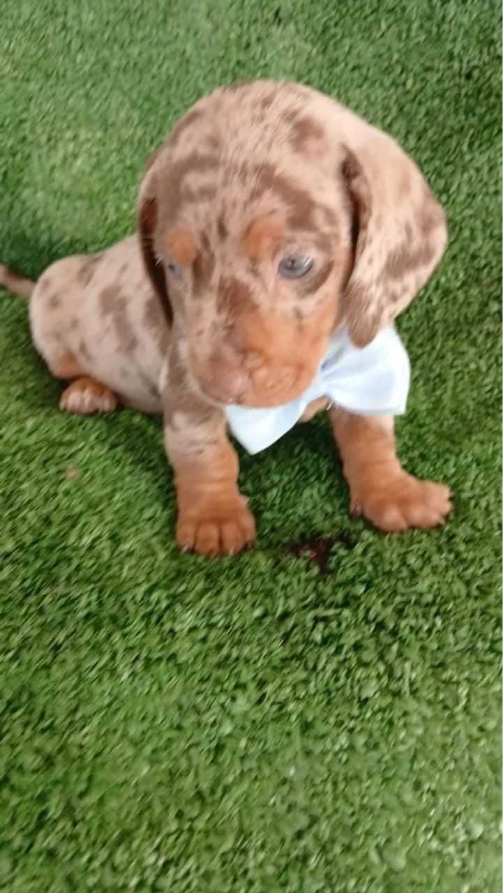 Teckel Arlequim - Pelagem Exótica e Olhos Azuis! - Foto 5