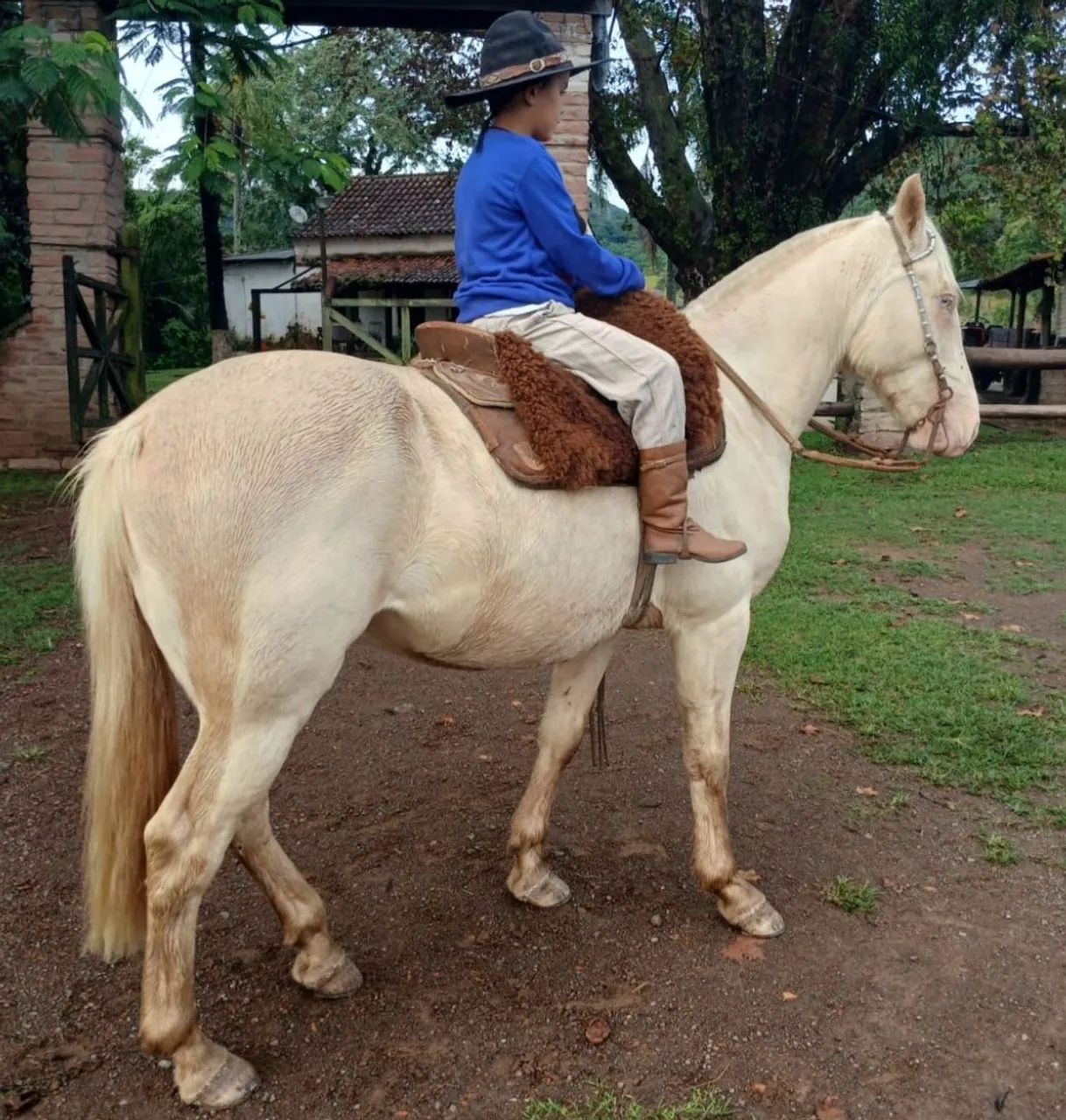 Cavalo baio salgo dos 2 olhos