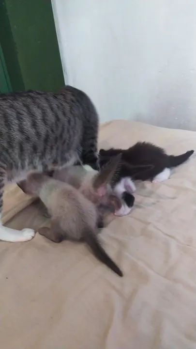 Doação de gatinhos filhotes - Entrega gratis [2 machos e 2 femeas] - Foto 3