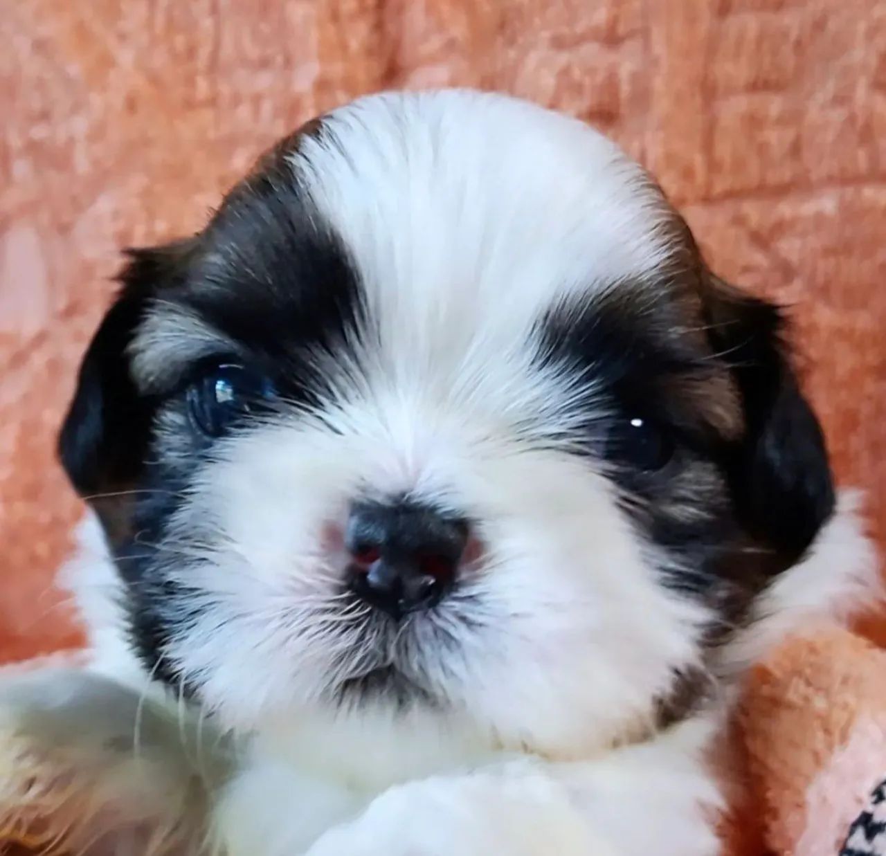 Shitzu mini excelentes filhotes  - Foto 5