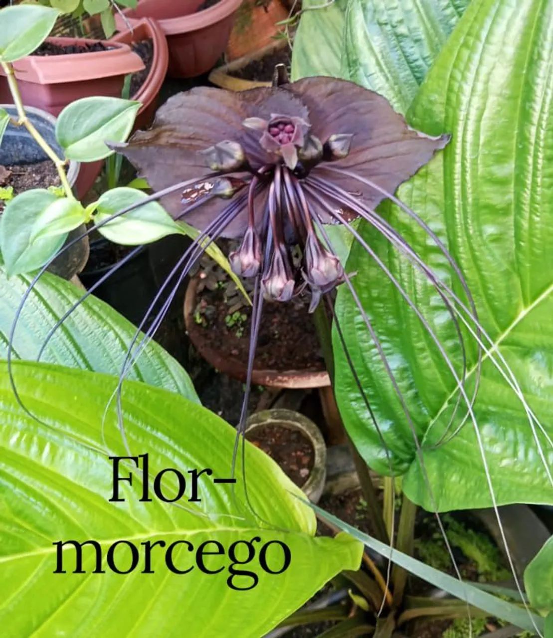 Flor-morcego - Foto 4