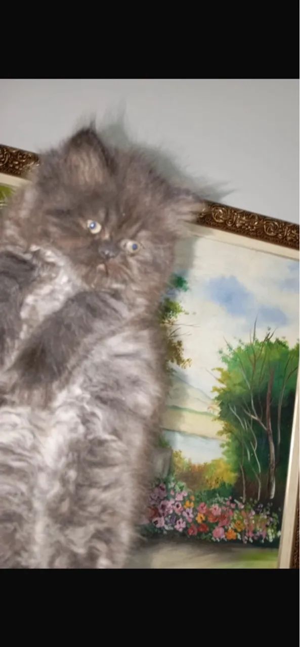 Filhotes de persa!  - Foto 2