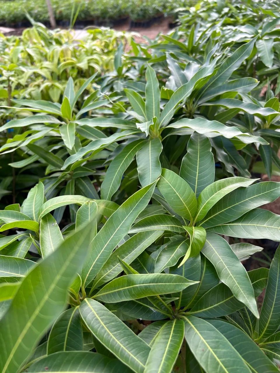 Mudas de Mangueira - Pronta para o Plantio - Foto 3