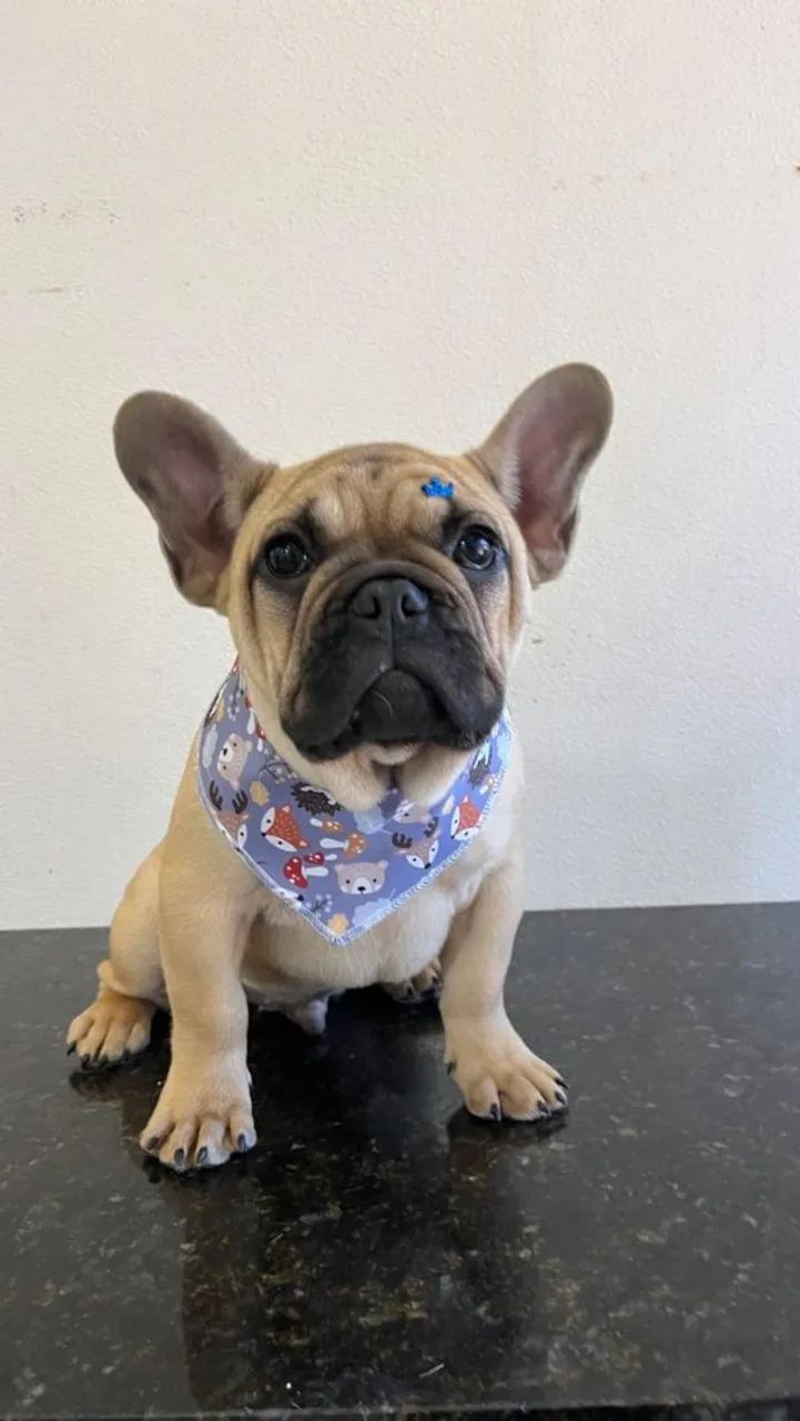 Filhote de Bulldog Francês  - Foto 3