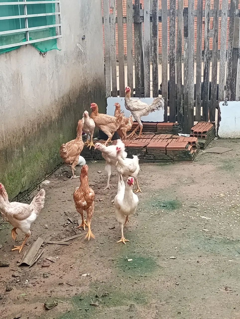 Para vender rápido 60.00