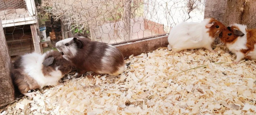 Porquinho da Índia - Foto 4