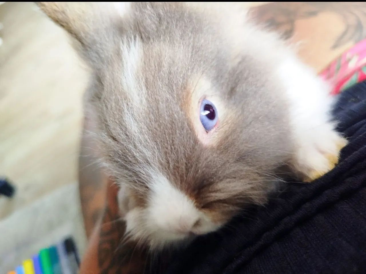 Coelho da páscoa  - Foto 3