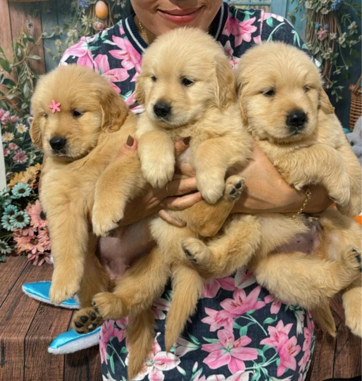 Golden Retriever fêmea