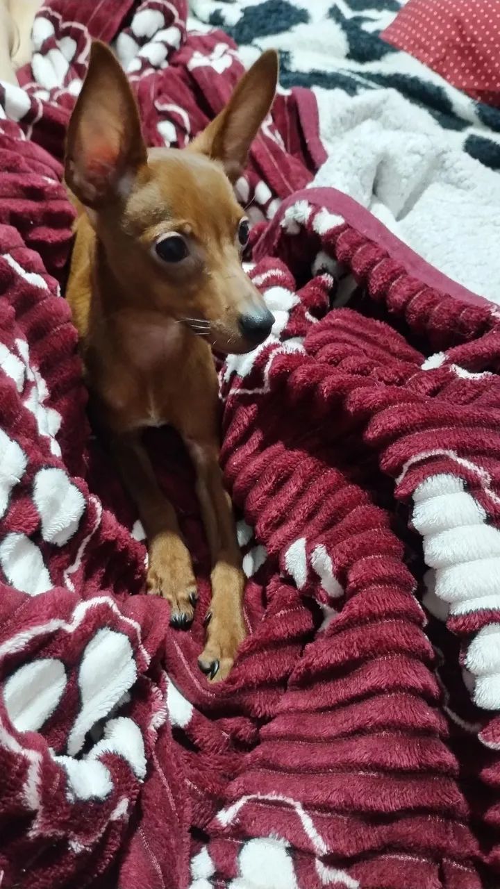 Machinho de Pinscher 