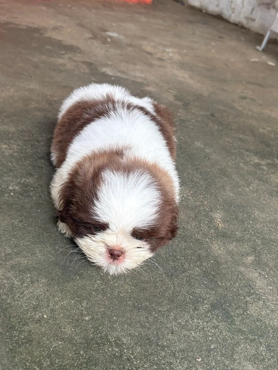 Cachorro  - Foto 3