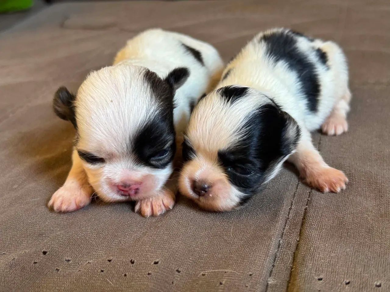 Vendo cachorro, raça Shitzu.