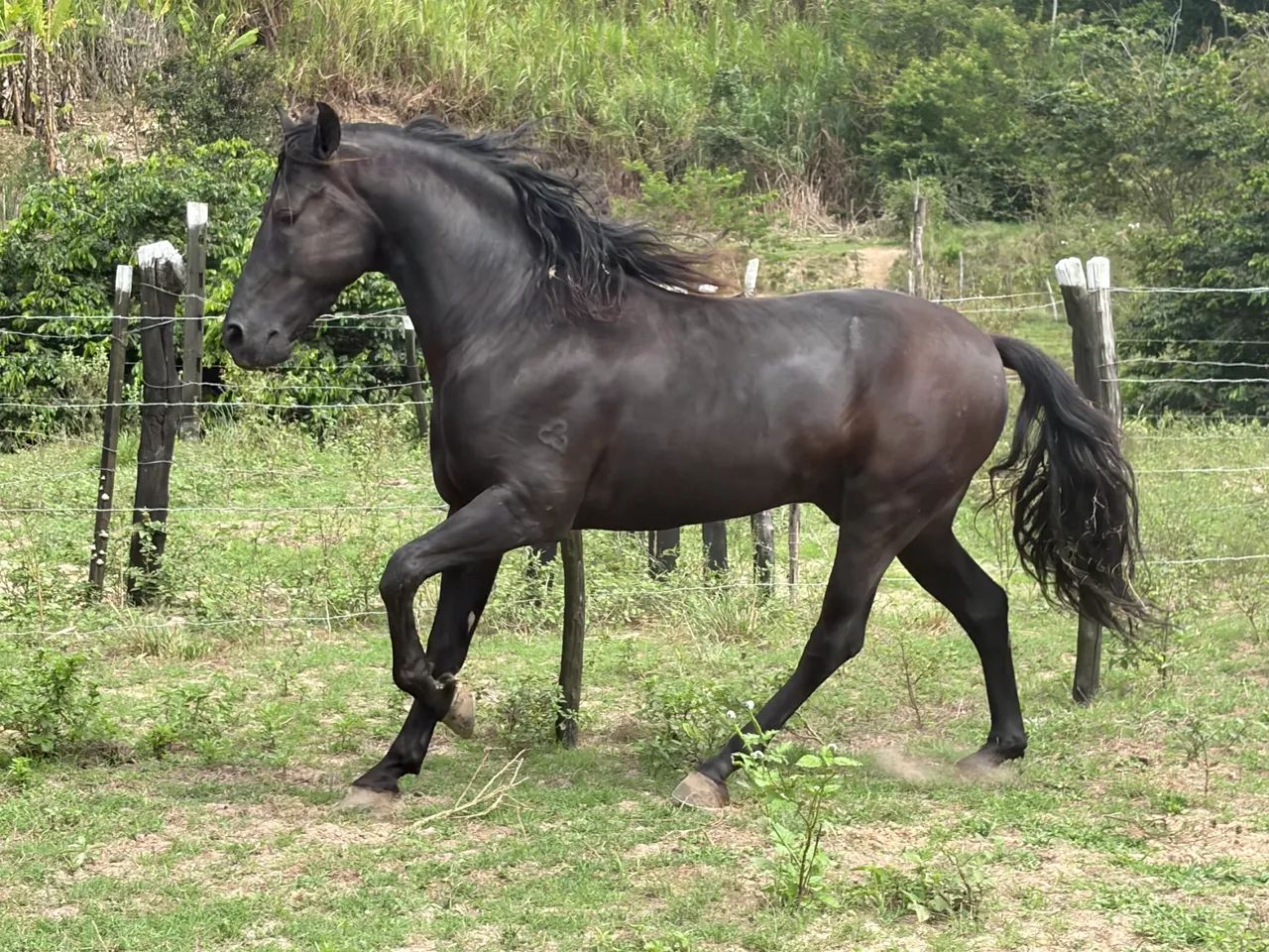 Cavalo mangalarga marchador registrado  - Foto 4