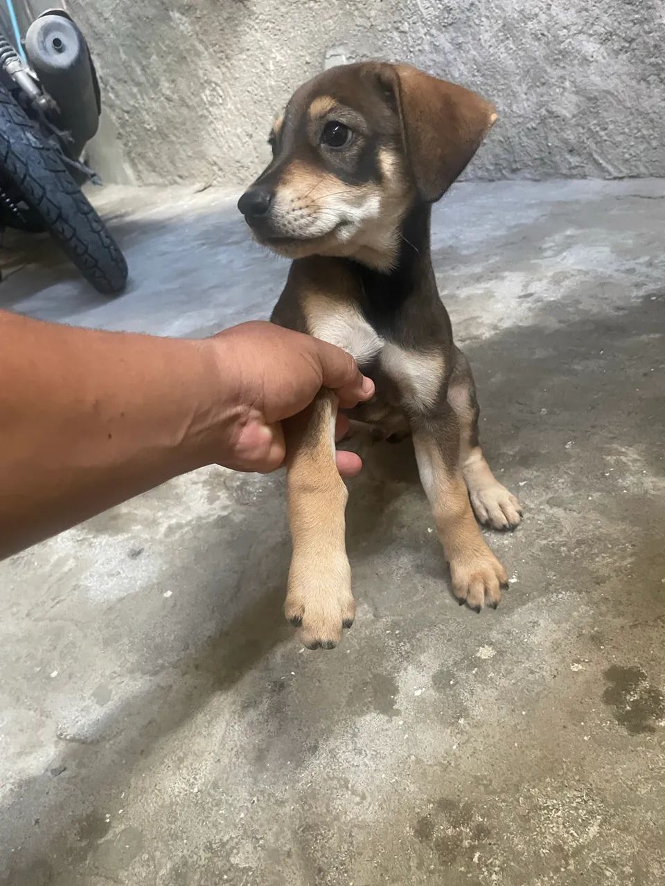 Vende- este cachorro labrador  - Foto 2