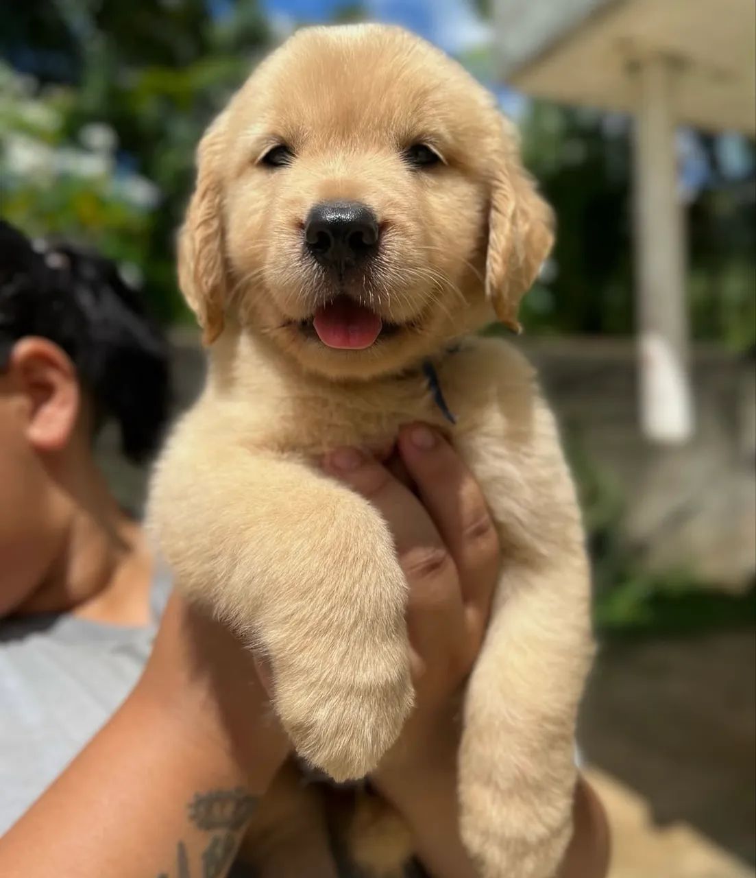 Golden com pedigree e protocolo 