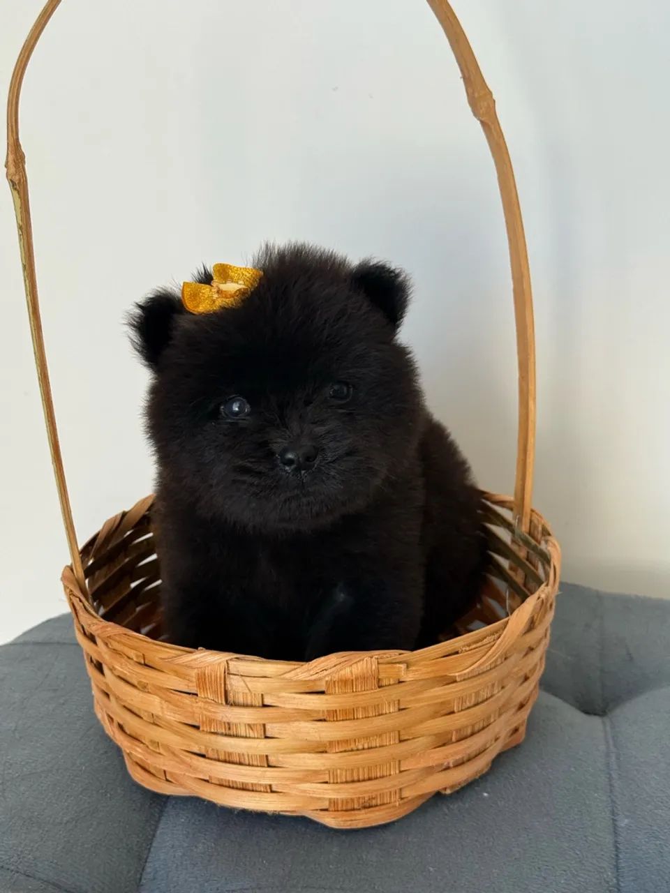 Chow Chow 