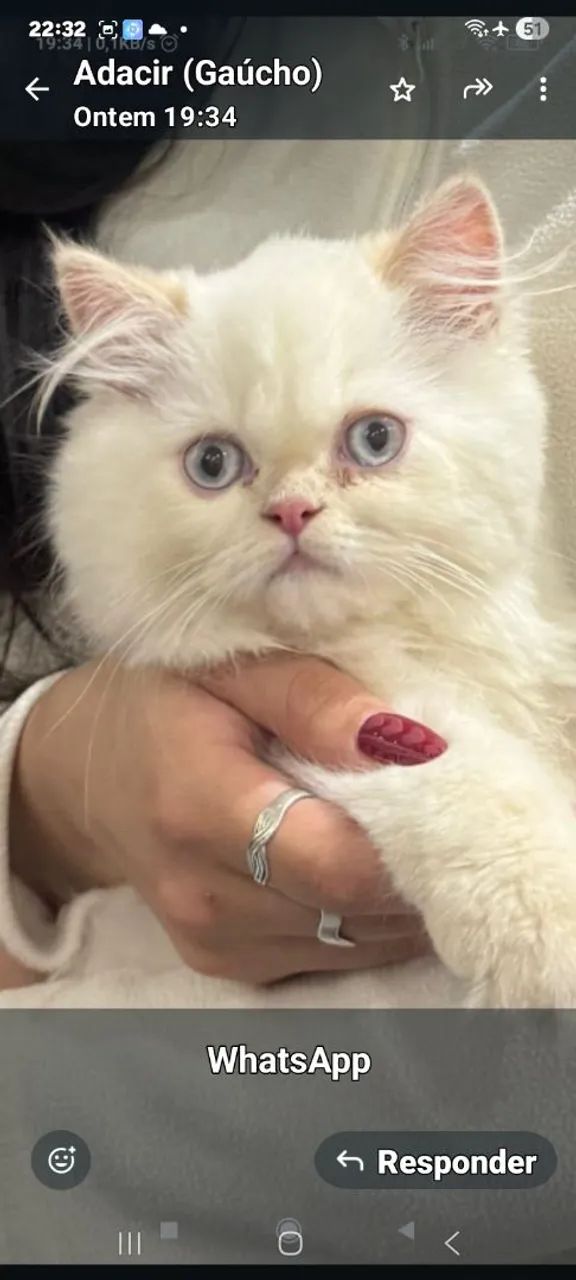 Gato persa macho
