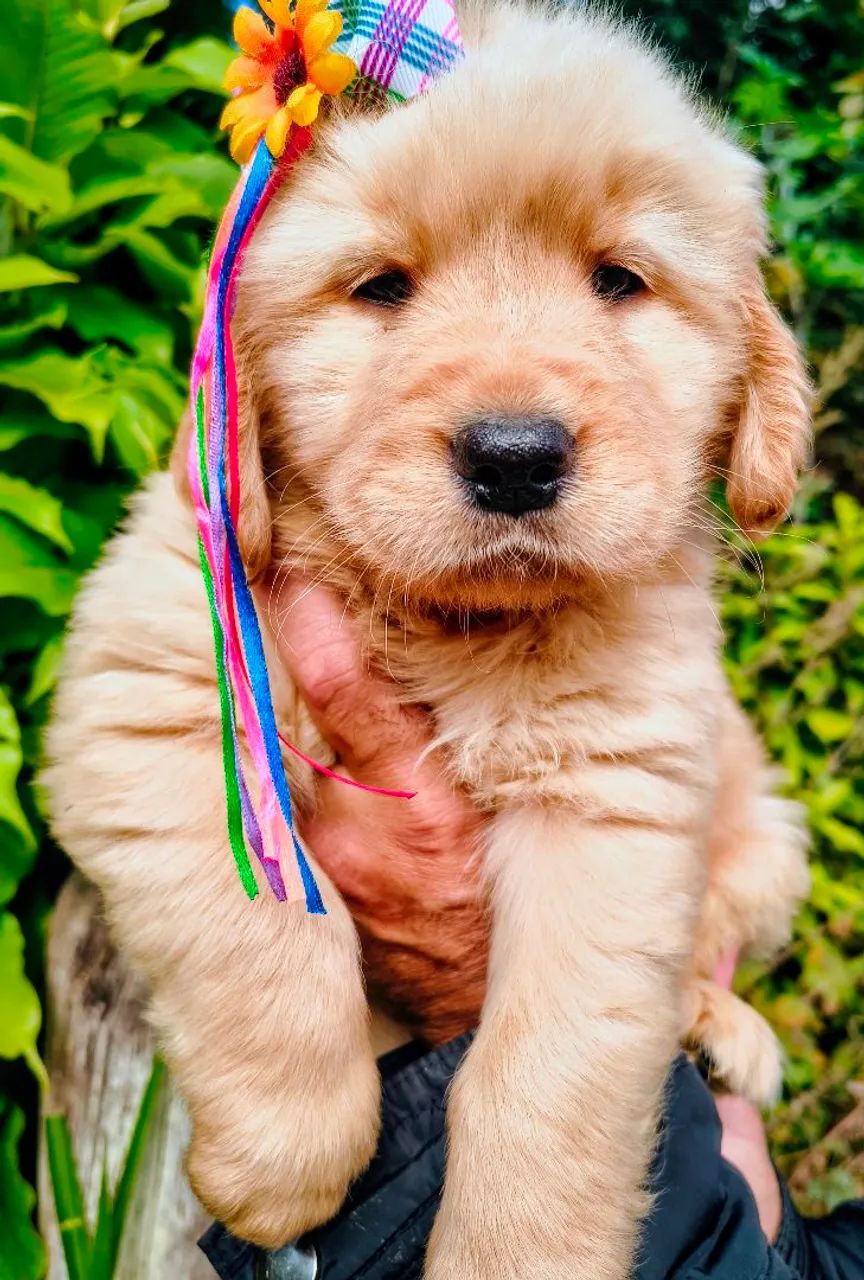 Golden Retriever Lindos Filhotes Top!!!  - Foto 4