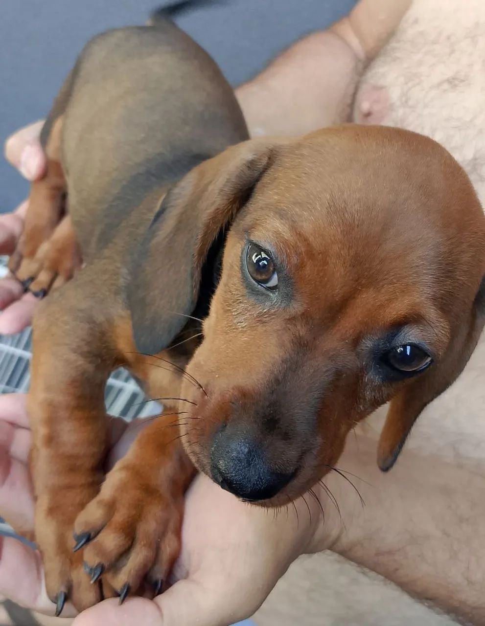 Vendo filhote de Basset 