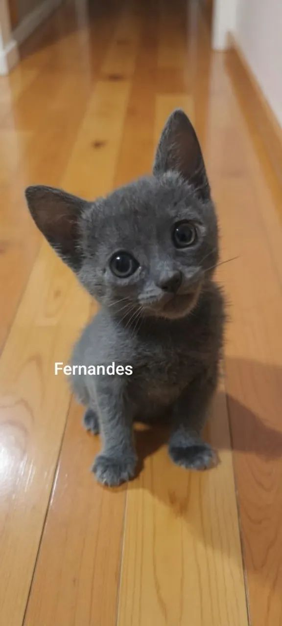 Azul Russo Filhotes  - Foto 4