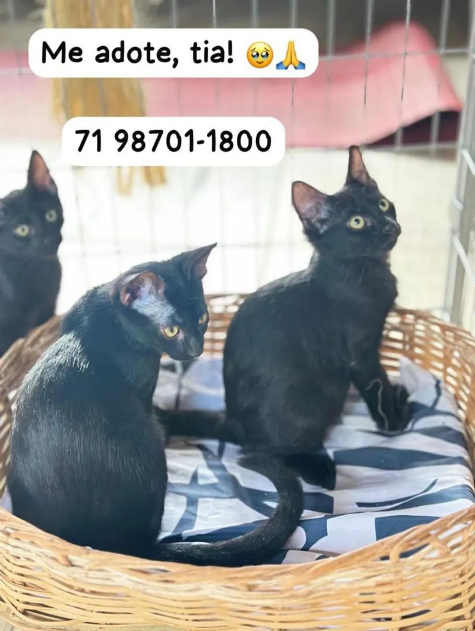 Gatinhos para adoção responsável 