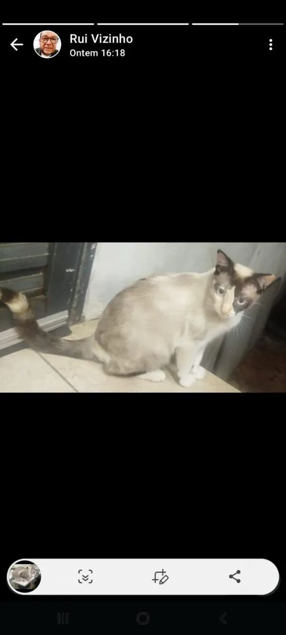 Gatos