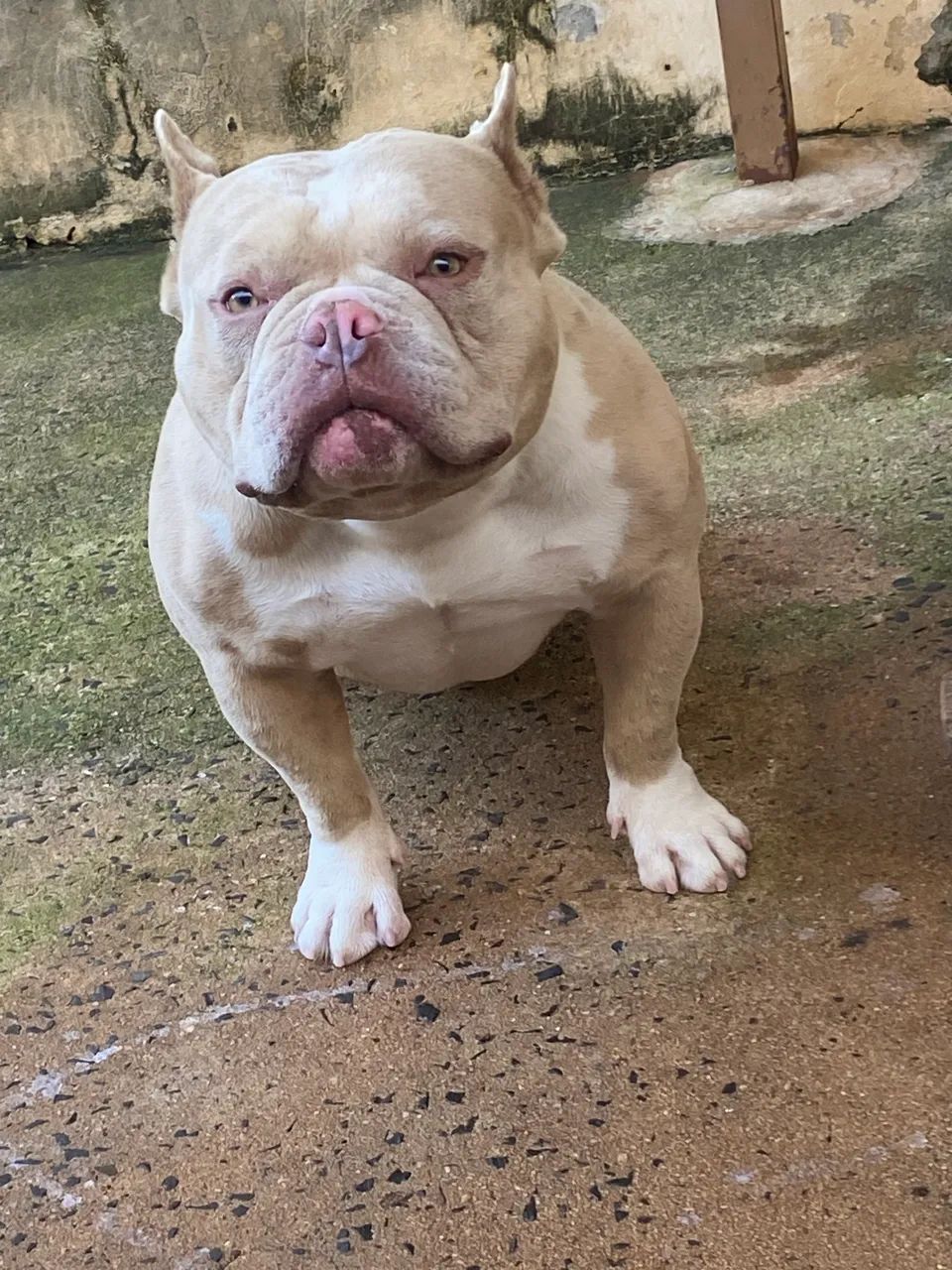 American Bully Micro  - Foto 4