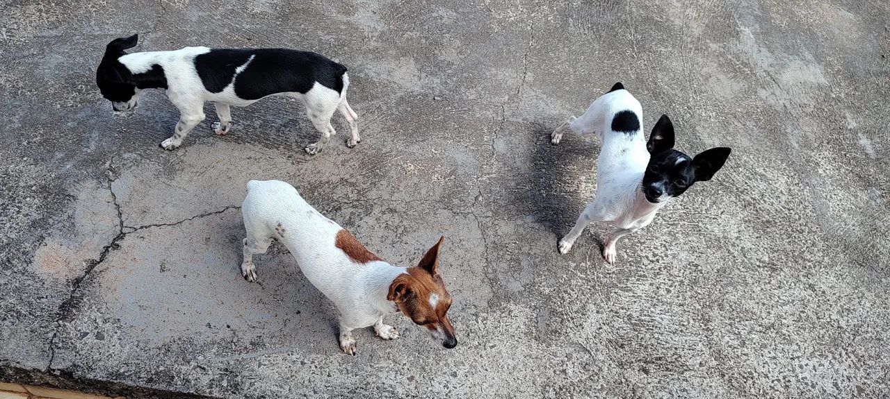 Pinscher  - Foto 5