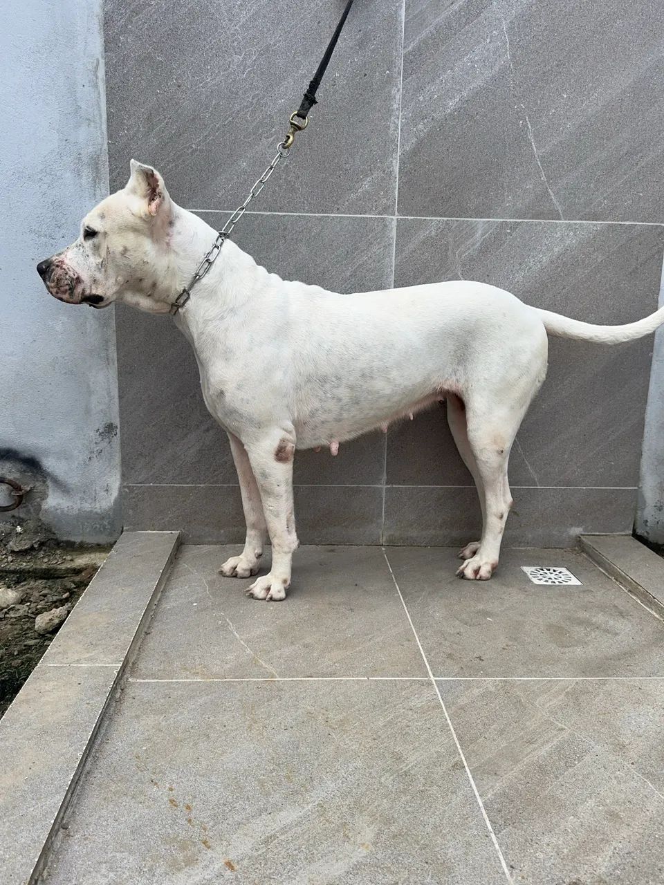 MATRIZ DOGO ARGENTINO 