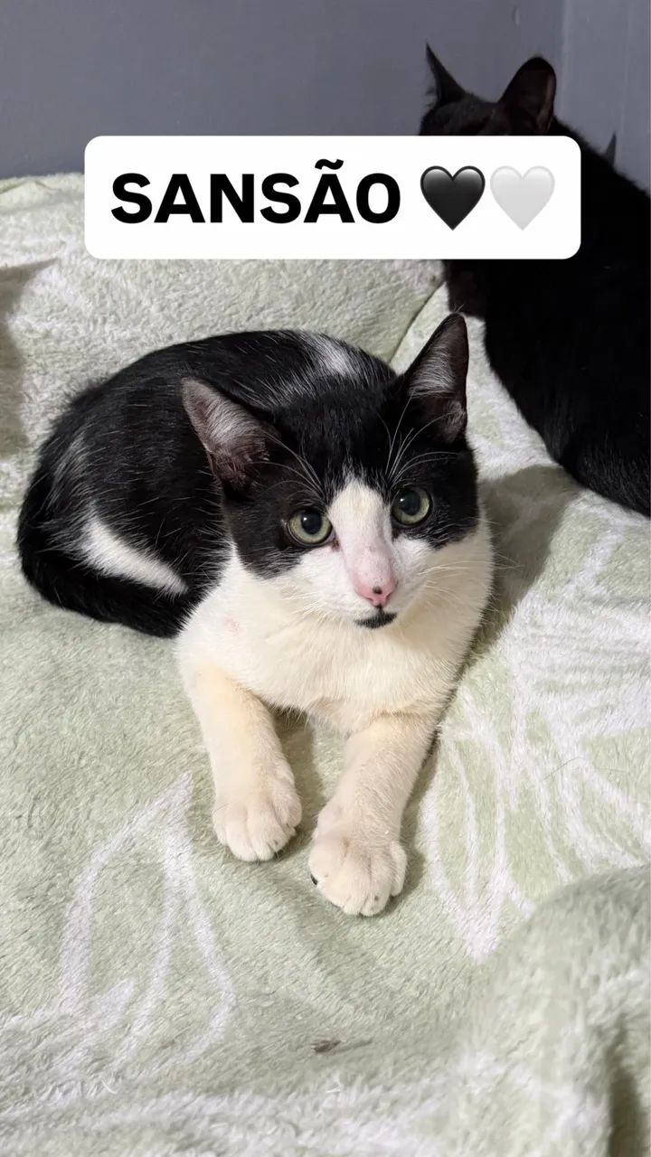 Gatinhos para doação  - Foto 2