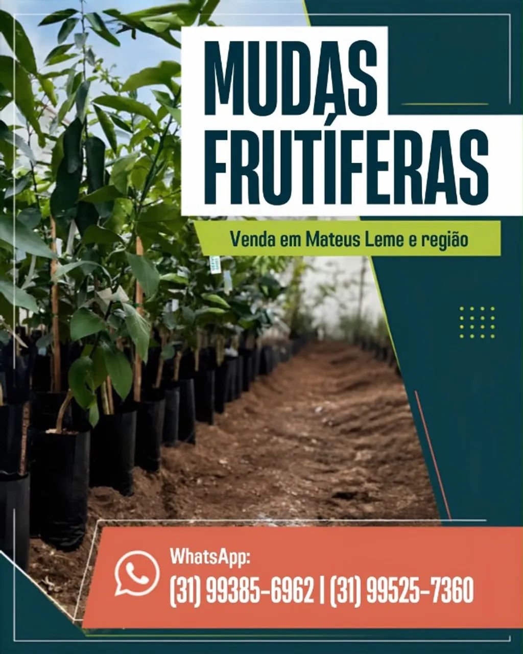 diversas mudas frutíferas 