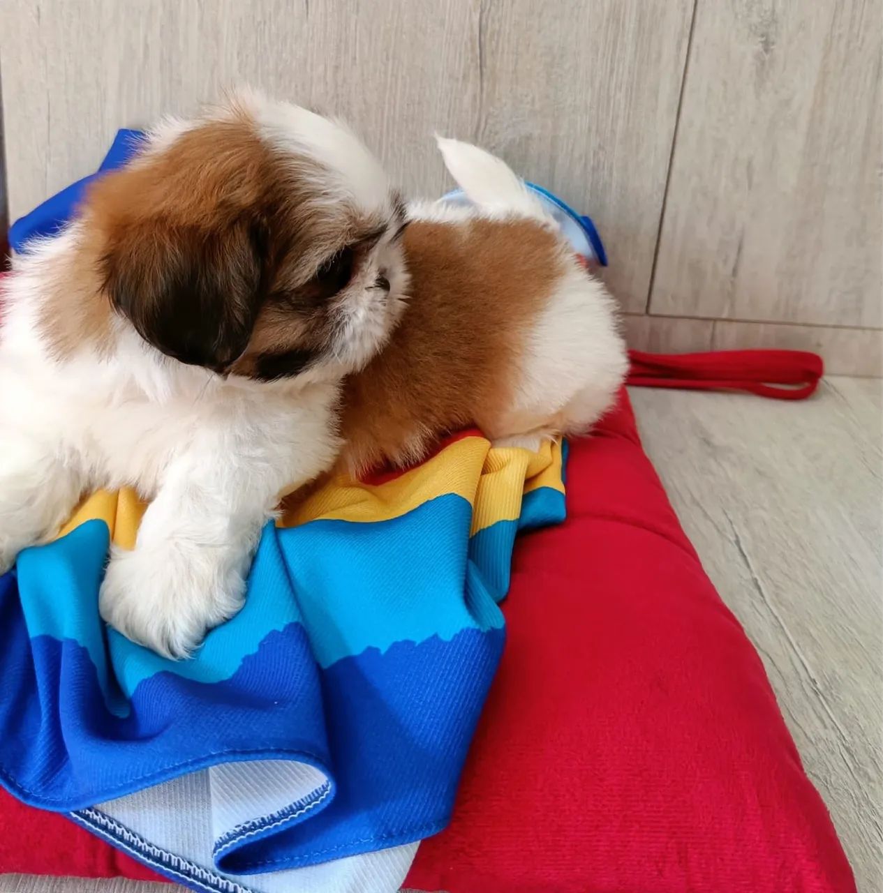 Macho Shih Tzu  - Foto 5