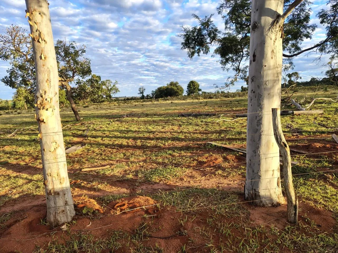 Fazenda 484 HA-  Anhanduí- Campo Grande - MS - Foto 5