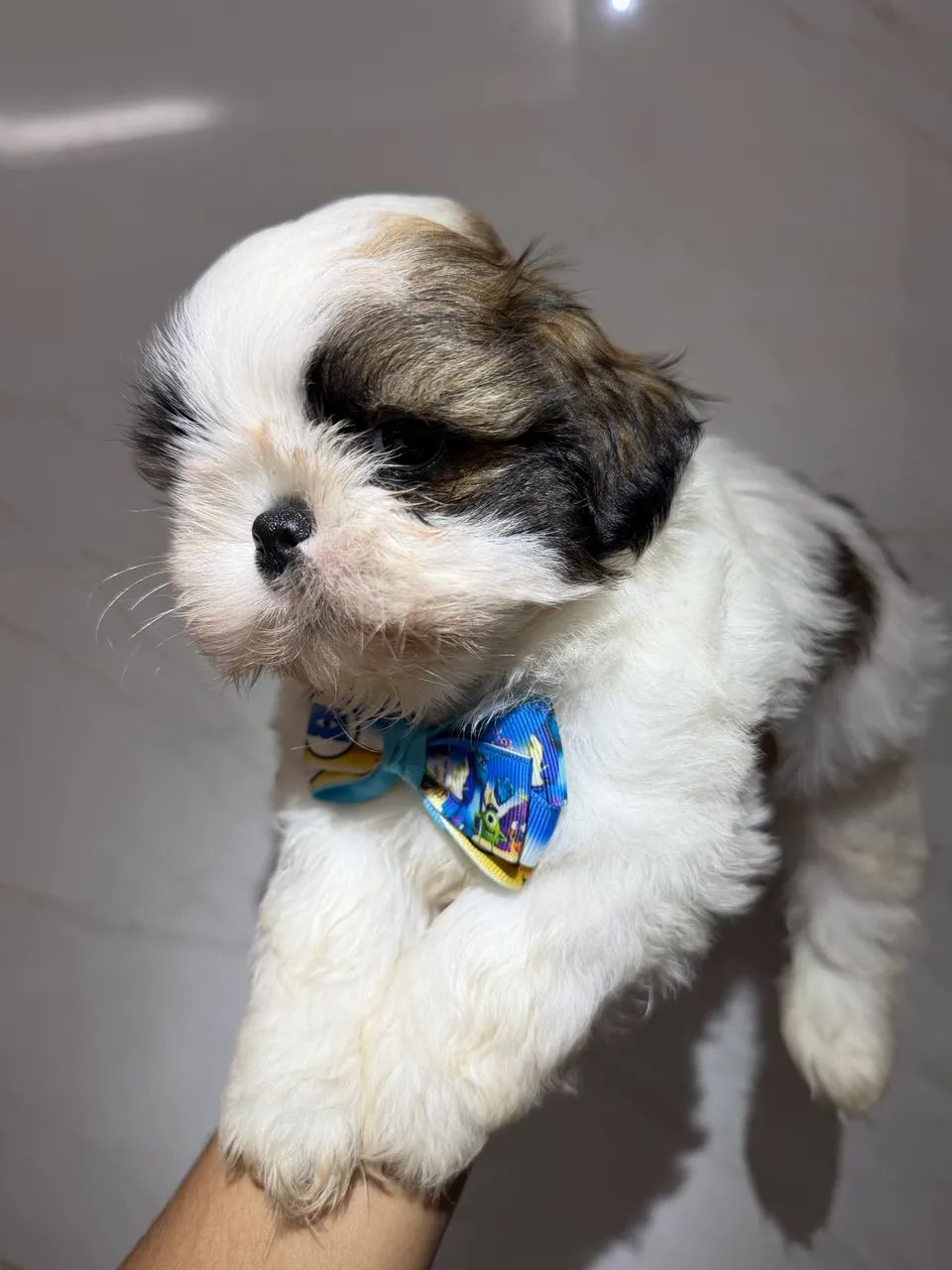 Shihtzu macho  - Foto 2