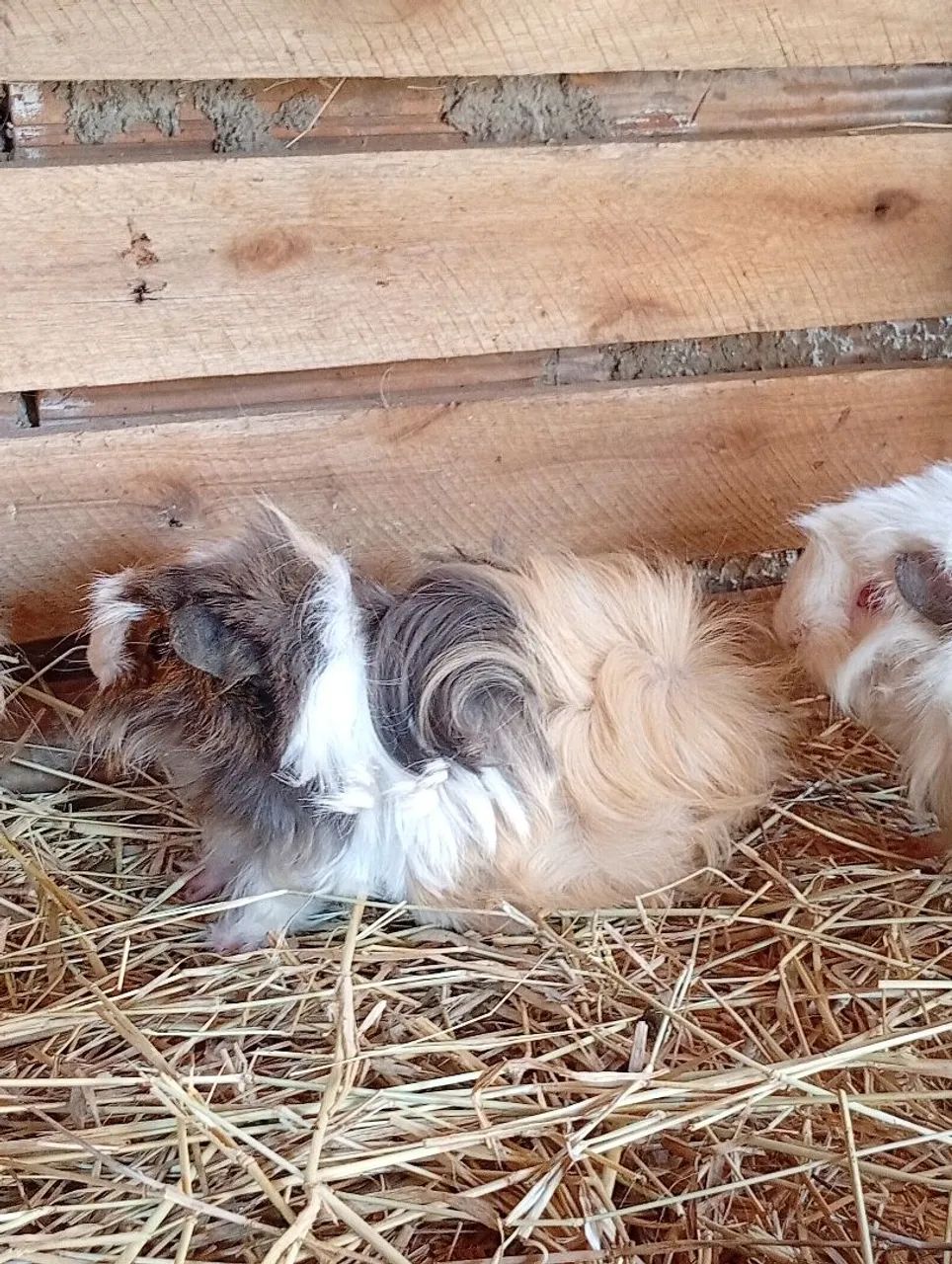 Porquinho da índia peruano linhagem importada uruguaia pelagem longa leia - Foto 2