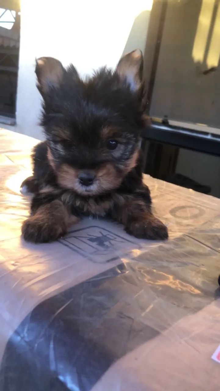 Yorkshire terrier mini - Foto 5