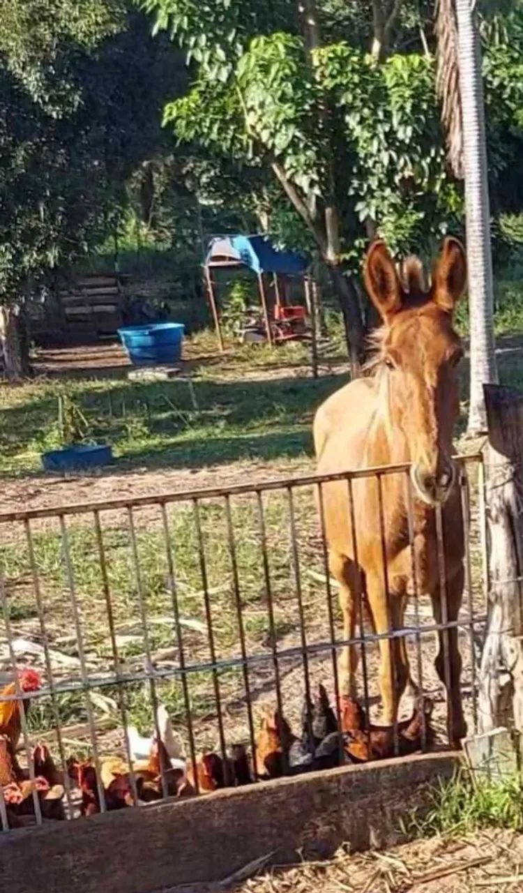 Vende se chacara  - Foto 5