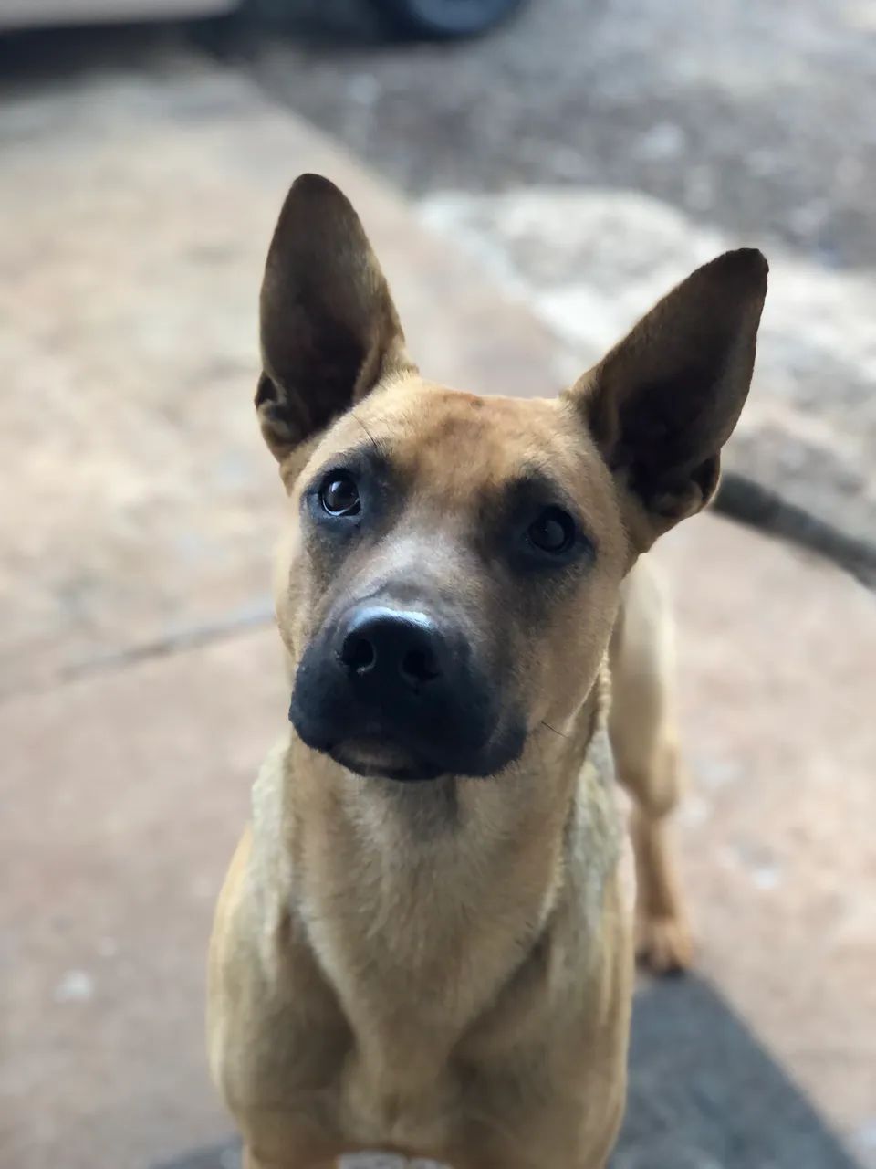 Doa- se cachorro - Foto 6