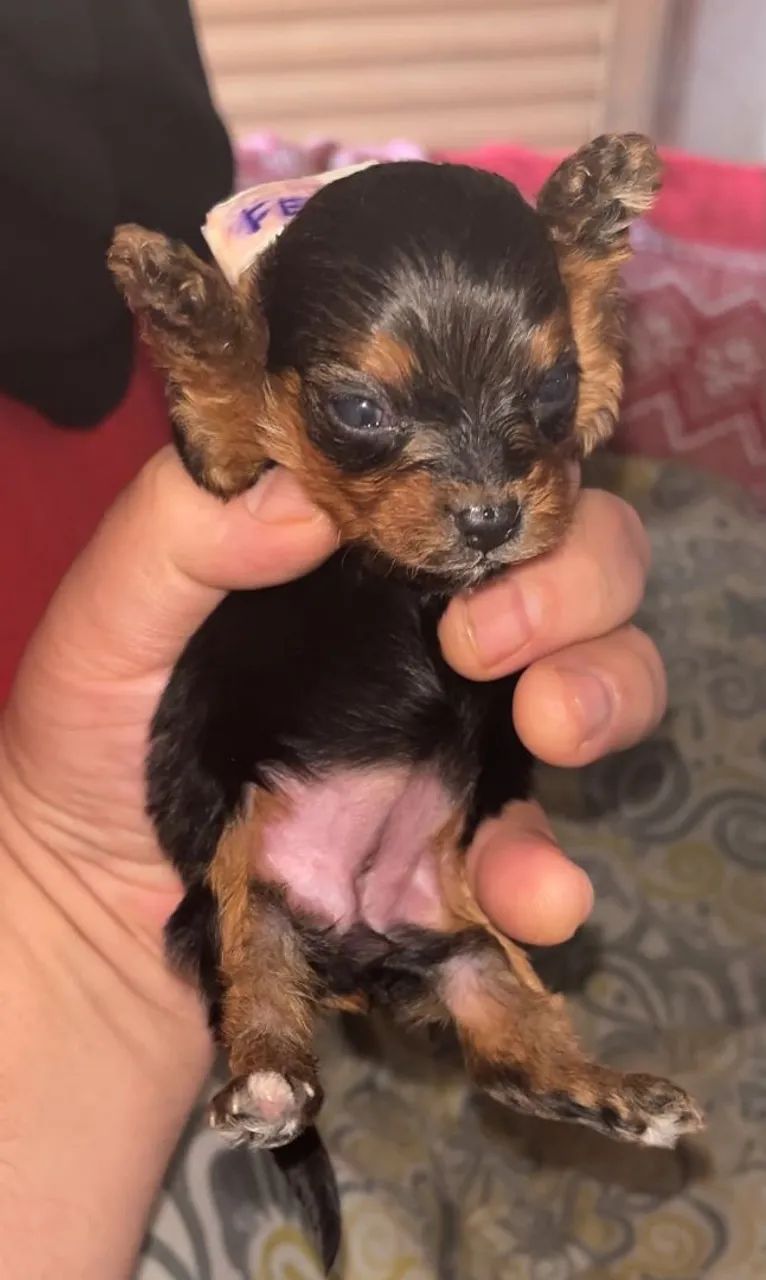 Yorkshire Terrier Mini
