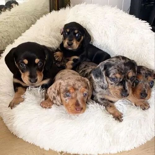 varias cores de basset daschund machos e femeas  - Foto 3