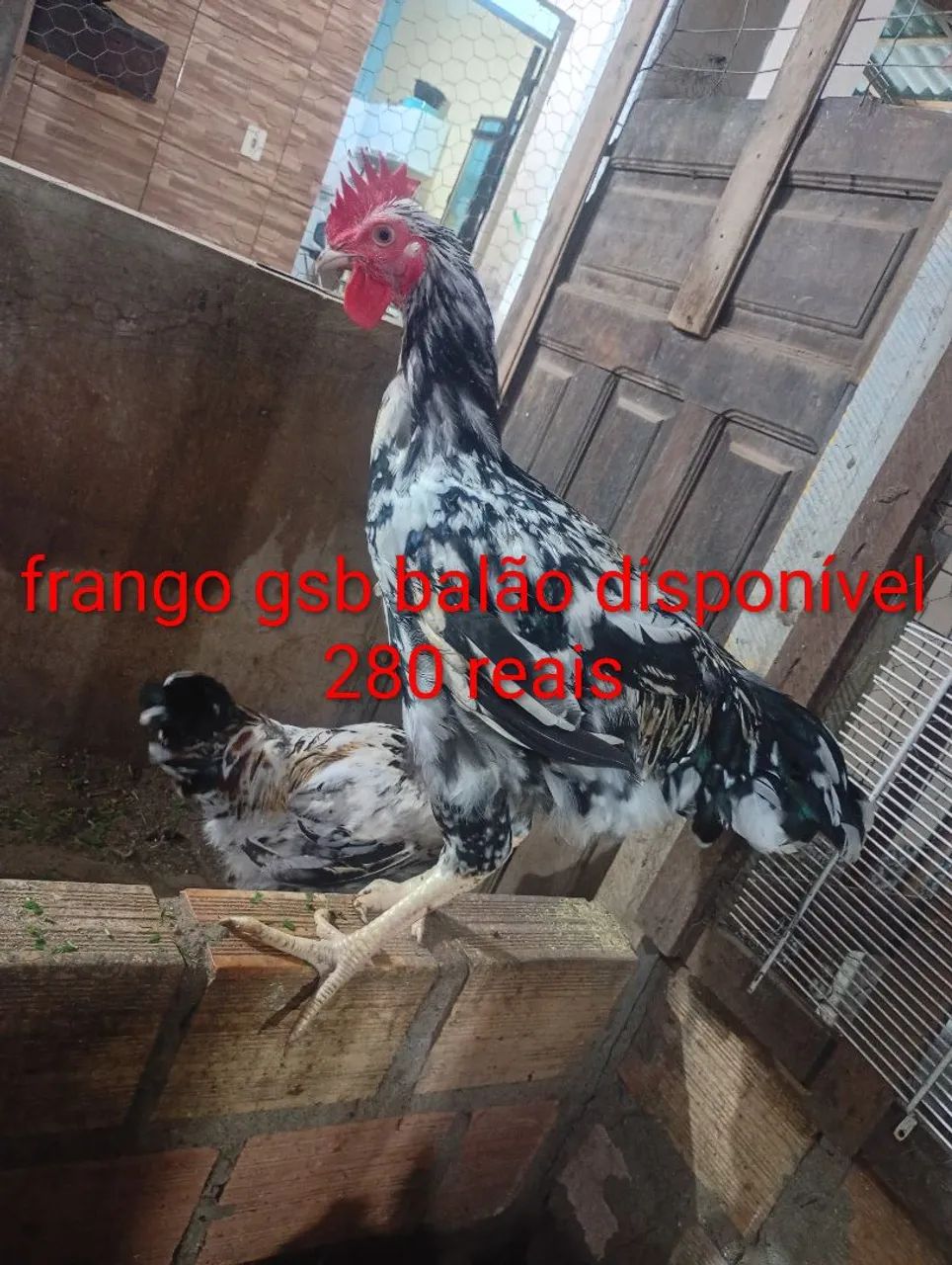 Pintinhos e frangos gsb balão disponível 