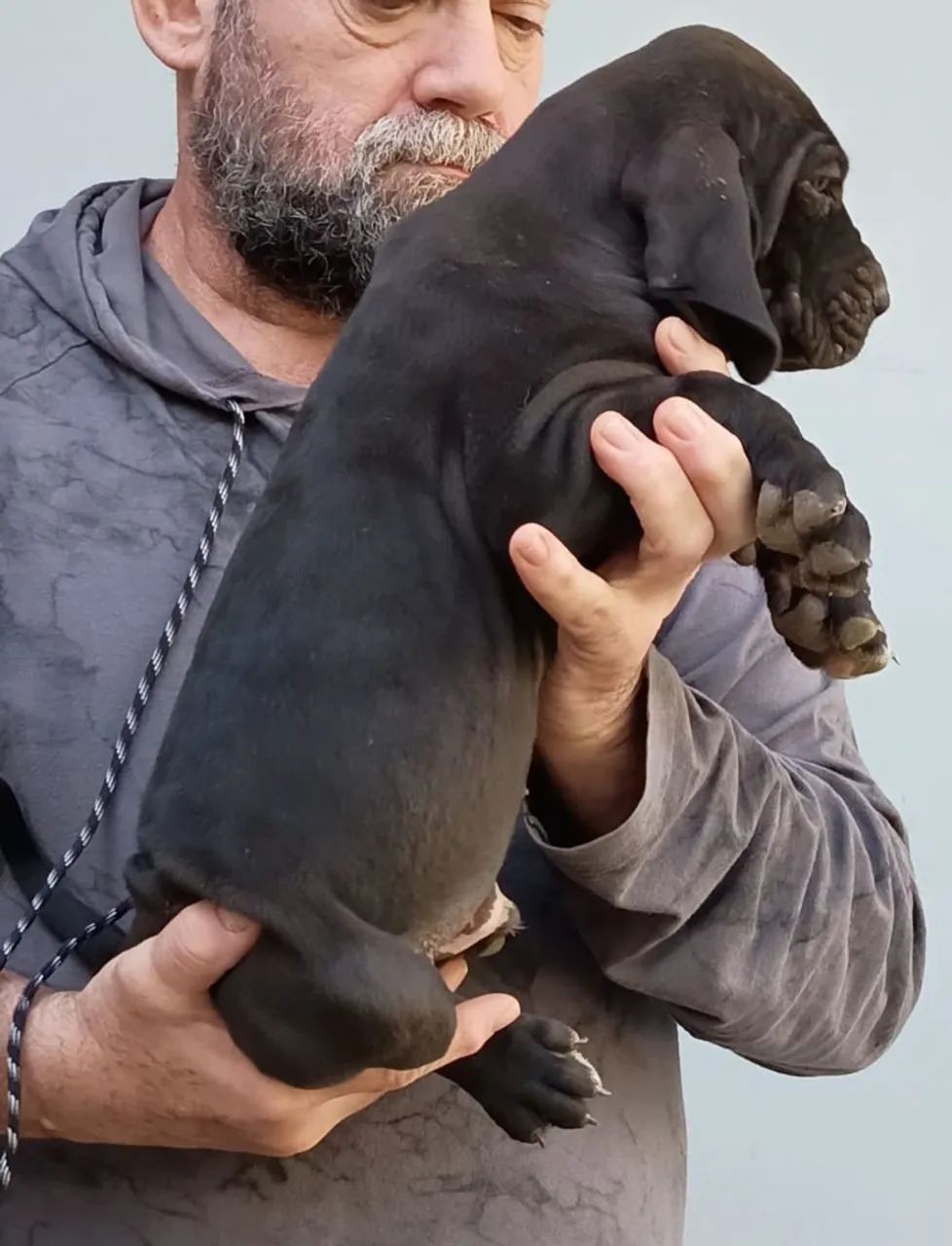Vendo Fila Brasileiro  - Foto 2