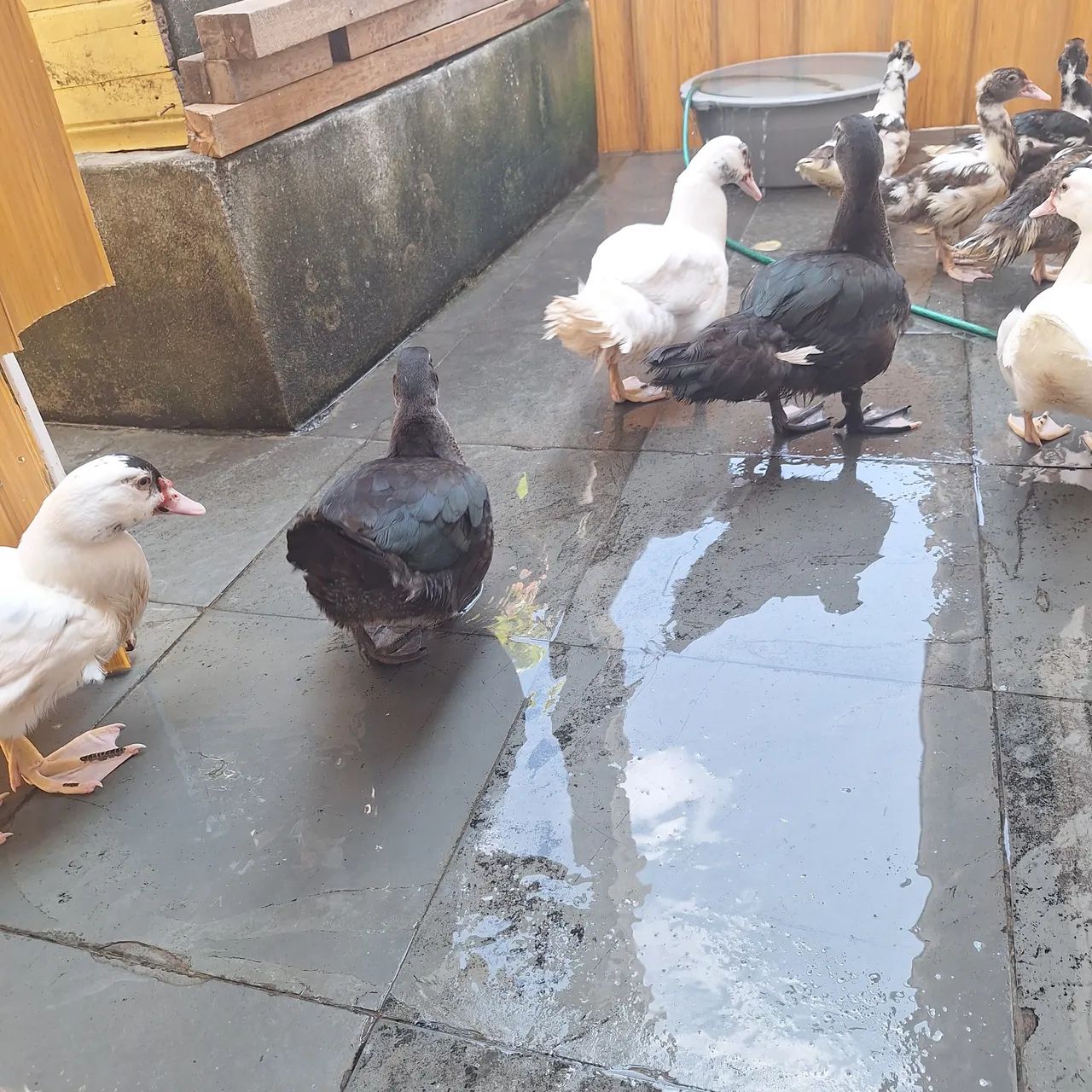 Patos - Foto 3