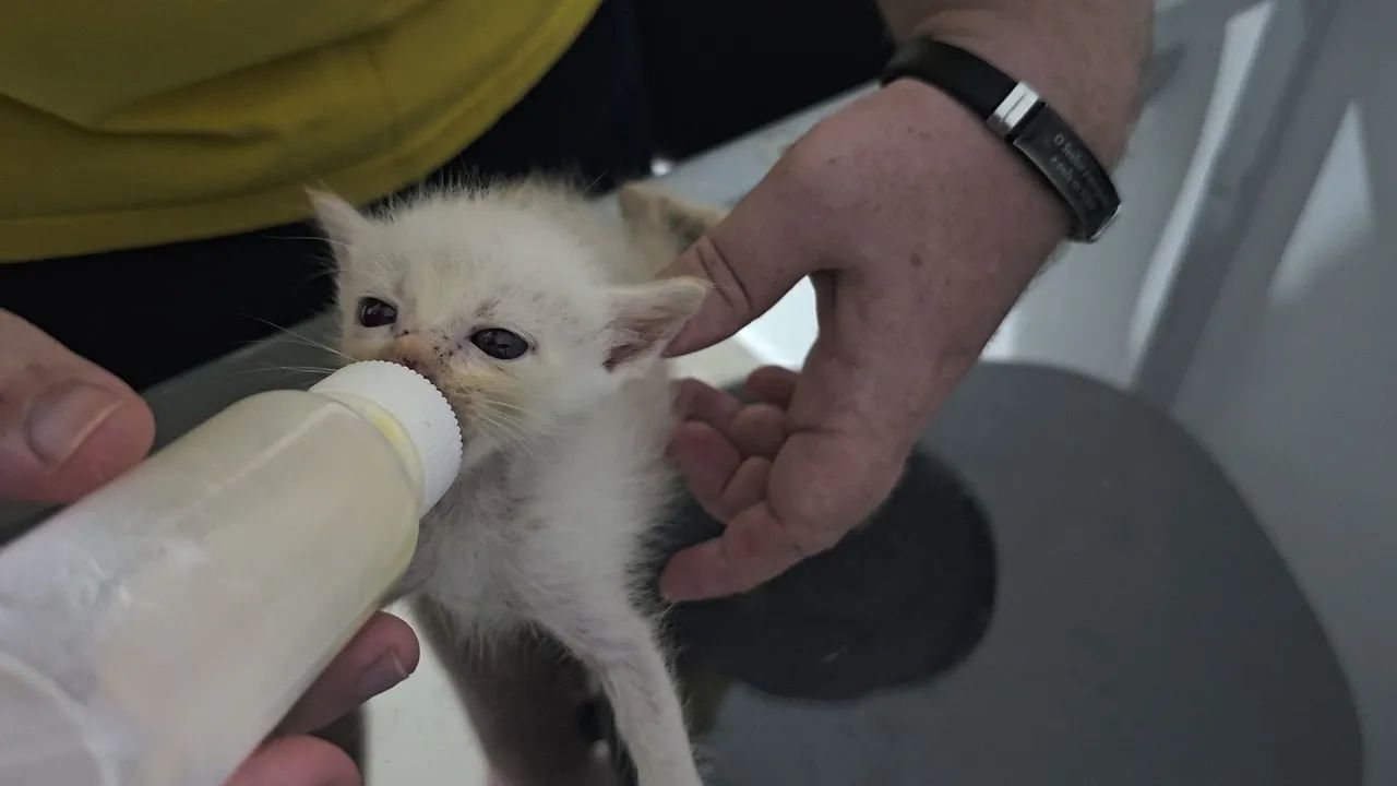 Gatinhos Siamese Adoção! - Foto 6